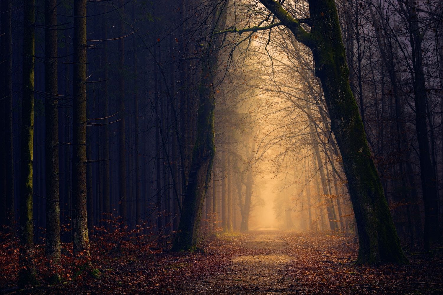 the-path